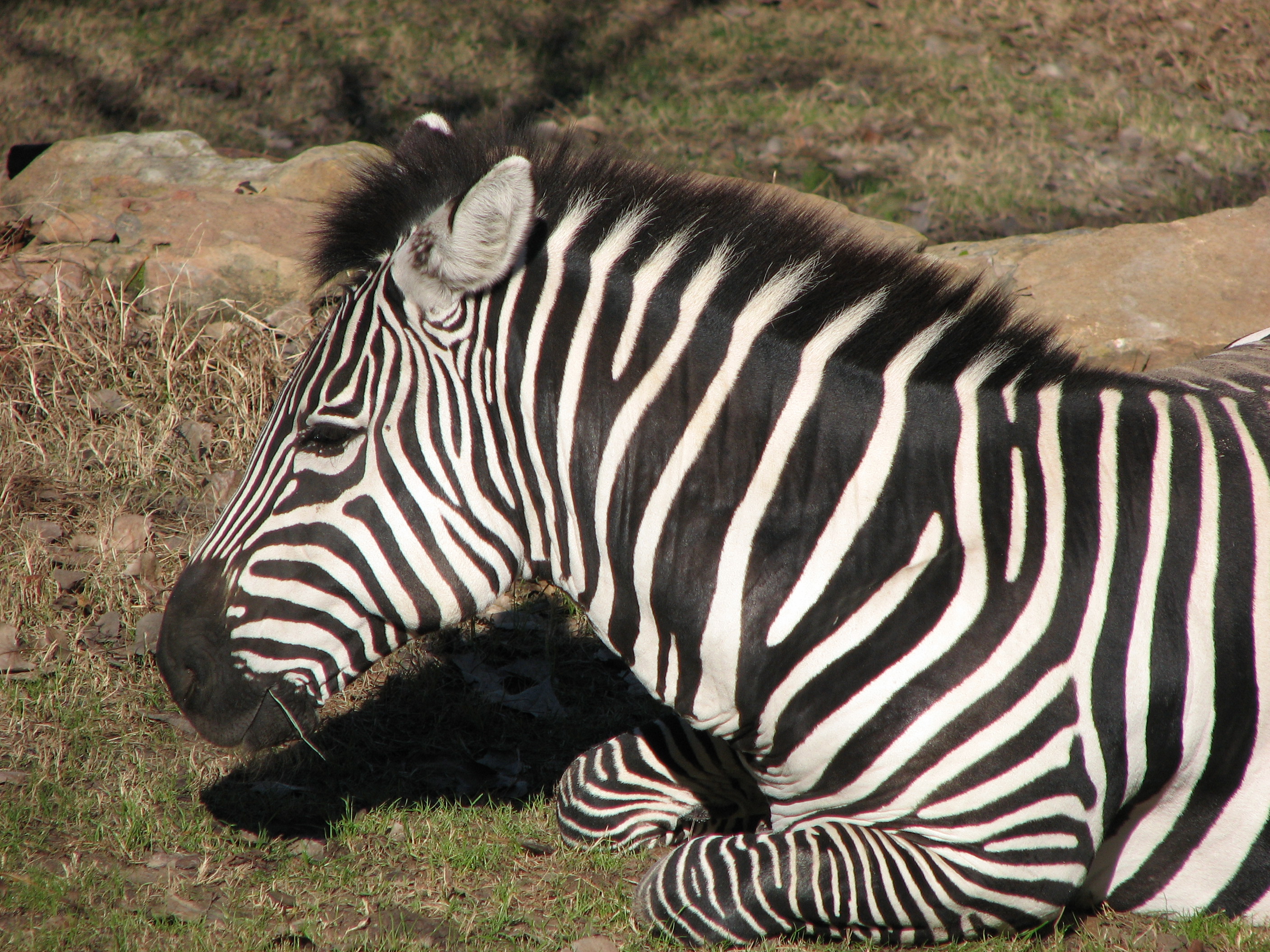 Forth Worth Zoo Animals zebra seconews.org